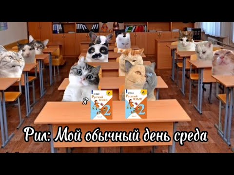 Видео: Рил: Мой обычный день среда 📒. Футажи в моём телеграм канале. Мемы с котами. Смешные котики.
