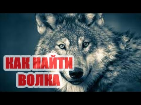 Видео: Как найти волка