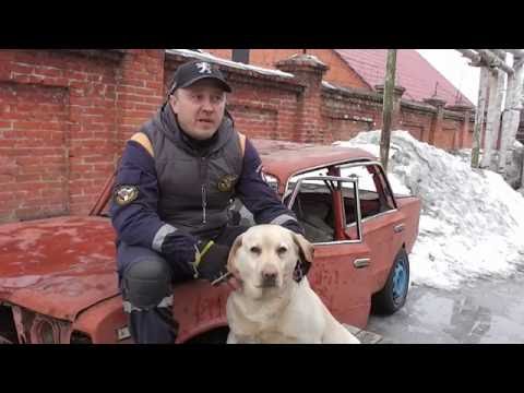 Видео: Разница между лабрадором и голденом РЕТРИВЕРЫ