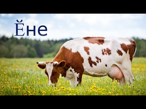 Видео: Ӗне  🐄