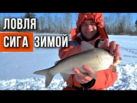 Видео: Ловля сига зимой