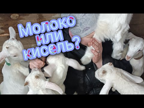Видео: Как кормить козлят,молоко или овсяный кисель?🤔