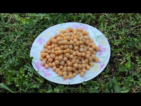 Видео: Карп от него без ума! Нут!(турецкий горох,пузырник,нахат,горох шиш) Поплавок,осень.