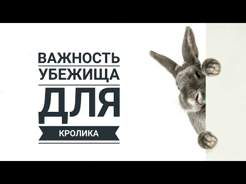 Видео: Почему кролика нельзя трогать в домике / Why you can't touch a rabbit in its house