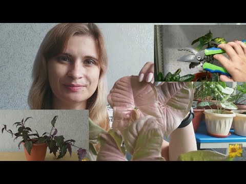 Видео: Комнатные растения🌿Потеряный зуб😔Кротоны🌱Секатор🥀Сингониум🍀Формирование гинуры✂️Крестовник роули🌾