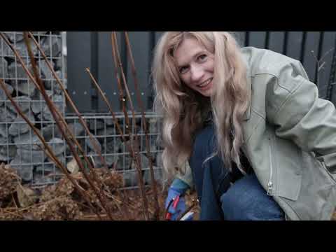 Видео: Осень в саду: формировка гортензий перед зимой