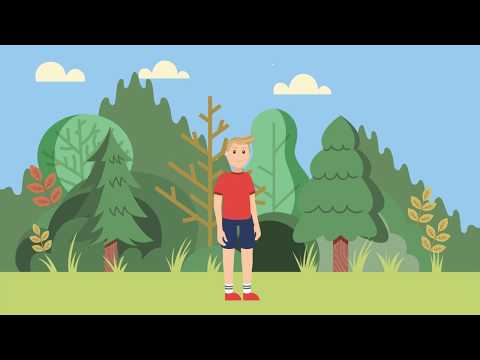 Видео: Зачем нужен лес?