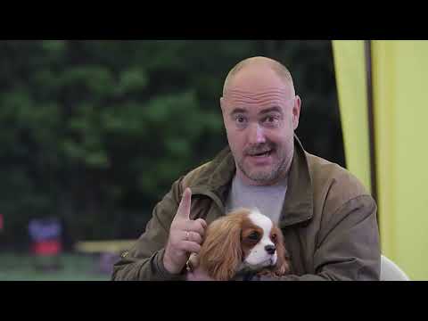 Видео: Кавалер кинг чарльз спаниэль