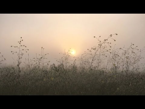 Видео: Норвежский лес, шестая глава, часть третья.