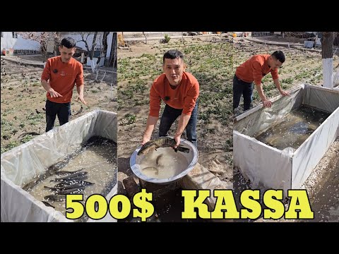 Видео: Уй шароитида 10×10 ерда 1000 та балик бокиш бизнеси