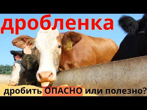 Видео: опасность дробленки | измельчение фракции плющение зерна дробилки экструдирование запаривание