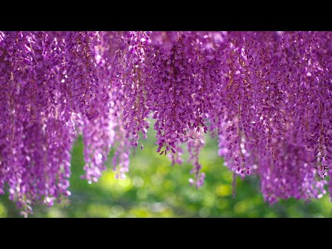 Видео: Фиолетовое Пламя Есть (веление 70.19  англ яз )