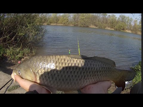 Видео: Ловля карпа на флет фидер на реке Днестр.