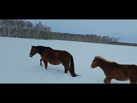 Видео: Потерянная кобыла чуть не ушла за кордон. Перегон табуна на глистогонку. раздача лошадей. лютая зима