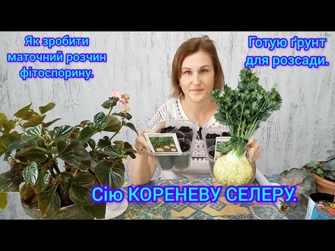 Видео: ПОСІЙТЕ КОРЕНЕВУ СЕЛЕРУ ПРАВИЛЬНО!Як готую ґрунт#кореневаселера#кореневаселеразрозсади#фітоспорин