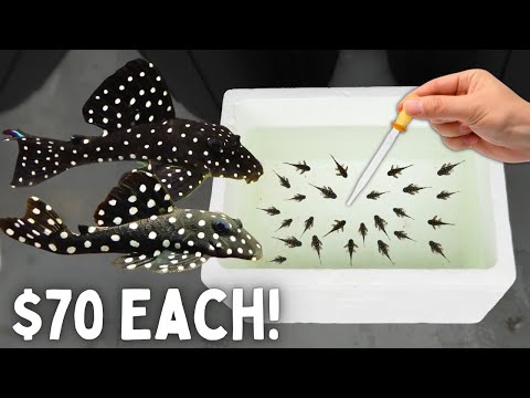 Видео: РАЗВЕДЕНИЕ Snowball Plecos — выведено более 100 детенышей!