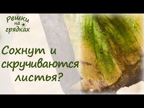 Видео: Сохнут листья Что делать? Обработка и пересадка на примере калатеи