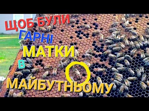 Видео: #бджоли Навіть свіщові втруть носа будь-якій елітній матці