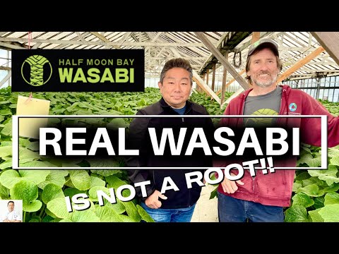 Видео: ЧУДО-ВАСАБИ? Самый свежий васаби выращивают в США!