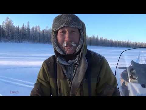 Видео: Волки и Росомаха: Охота с Бэркэ