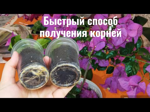 Видео: Бугенвиллия размножение лёгким способом/The secret to rapid bugenvile propagation revealed