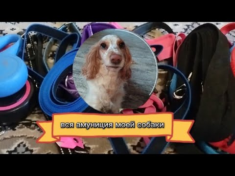 Видео: ОБЗОР НА ВСЮ АМУНИЦИЮ МОЕЙ СОБАКИ+РАСПАКОВКА!