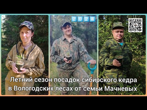 Видео: Летние посадки сибирского кедра и лиственницы на Вологодчине от семьи Мачневых 👍2️⃣0️⃣2️⃣4️⃣👍