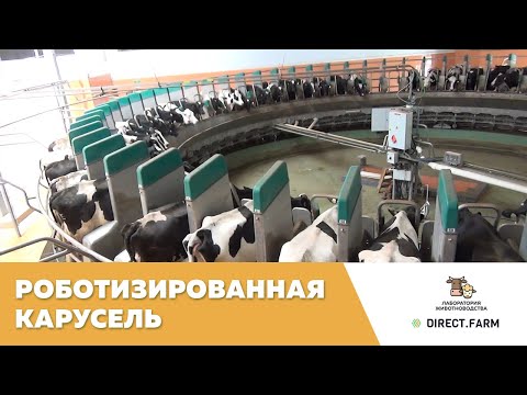 Видео: Роботизированная доильная карусель
