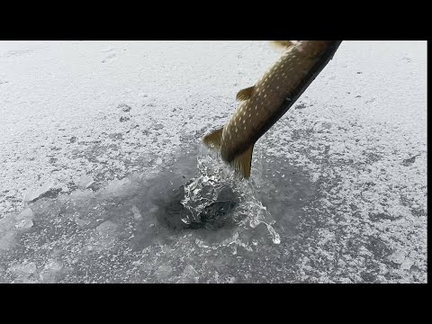 Видео: Жерлицы.Первый лёд.Мини речка у дома.