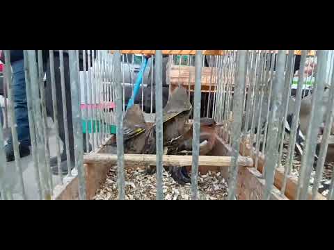 Видео: 08 01 23   МУРГ БОЗОРИ ХУДЖАНД КАНАРЕЙКА, ТУТИ, мург , бедона , камтар ,  хурус , харгуш,