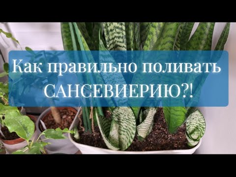 Видео: Достаточно ли ПЬЁТ ваша САНСЕВИЕРИЯ? 05.09.25г.