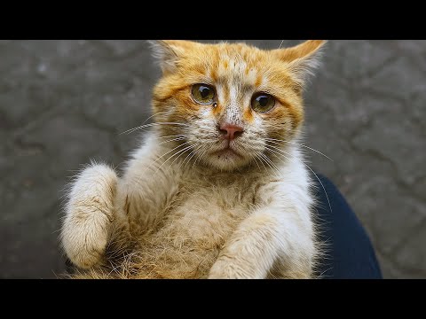 Видео: Кошка дрожала у мусорки и плакала. Девушка подняла её на руки. И ошейник раскрыл ей страшную тайну.