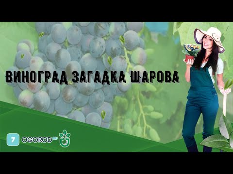 Видео: Виноград Загадка Шарова