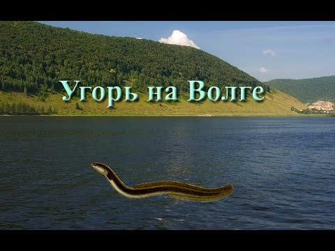 Видео: Русская Рыбалка 3.99 Угорь на Волге