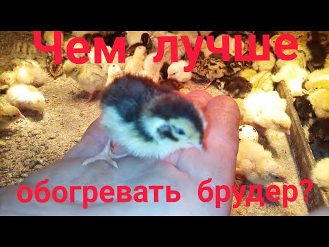 Видео: Чем лучше обогревать брудер?