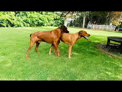 Видео: Брачные игры Риджбека