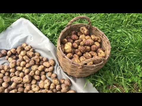 Видео: Картошка без прополки. Окучиваем вместе с сорняками.
