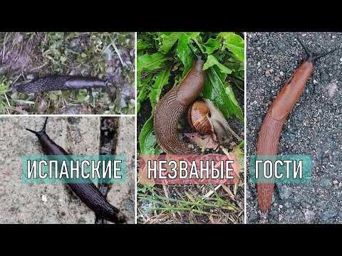Видео: Всё об испанских слизнях на моем 3-х летнем опыте: большой разговор о работающих методах борьбы