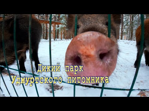 Видео: Удмуртский питомник лаек ! Дикий парк ...
