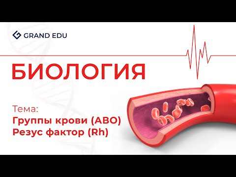 Видео: Группы крови и Резус Фактор | Биология