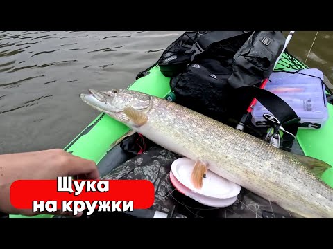 Видео: ЛОВЛЯ ЩУКИ НА КРУЖКИ! КРУПНАЯ ЩУКА НЕ СДАЕТСЯ! РЫБАЛКА НА ЖИВЦА ОСЕНЬЮ 2024