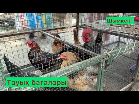 Видео: Шымкент тауық бағалары 07.09.25ж