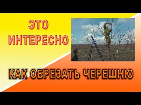 Видео: Это интересно  Как обрезать черешню