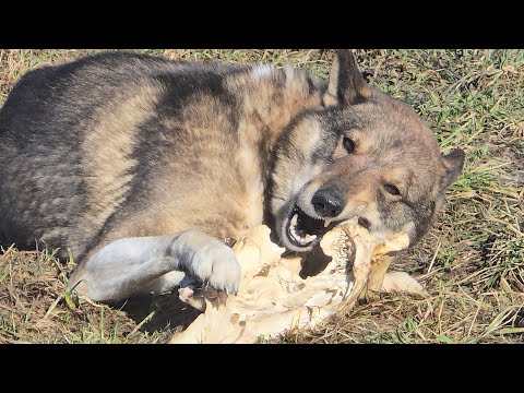 Видео: Щенки растут