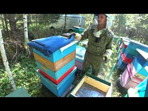 Видео: ЕДЕМ СНИМАТЬ "НЕБОСКРЁБЫ",МАГАЗИННЫЕ НАДСТАВКИ С МЁДОМ С ТОЧКА НОМЕР ОДИН