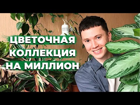 Видео: Обзор Комнатных Растений с Ценами » Сколько Стоит Моя Коллекция Комнатных Растений?