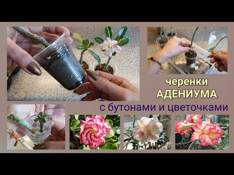 Видео: Черенки Адениума укореняются, бутонятся и цветут.. Пора сажать!