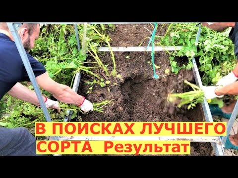 Видео: Картофель ранний Метеор Беллароза. Урожайность