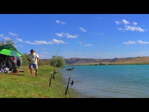Видео: НАШЕЛ МЕСТО ГДЕ РЫБЫ ВАЛОМ! КЛЮЁТ ТОЛЬКО У МЕНЯ. #1