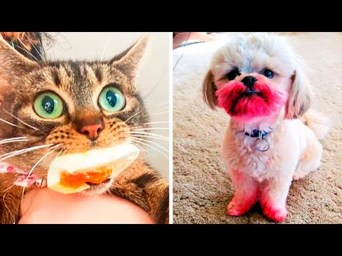 Видео: Питомцы, которых застали на месте преступления